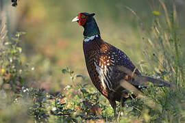 Common Pheasant