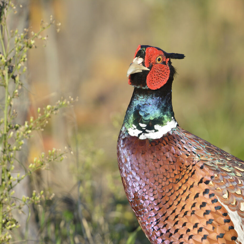 Common Pheasant male adult, close-up portrait