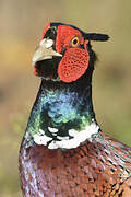 Common Pheasant