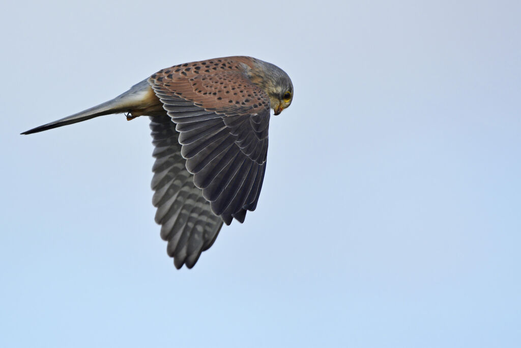 Common Kestrel male adult, Flight