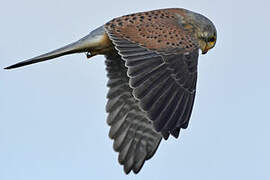 Common Kestrel