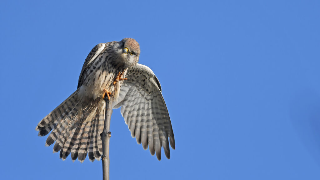 Common Kestrel female adult, identification