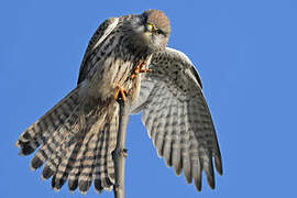 Common Kestrel