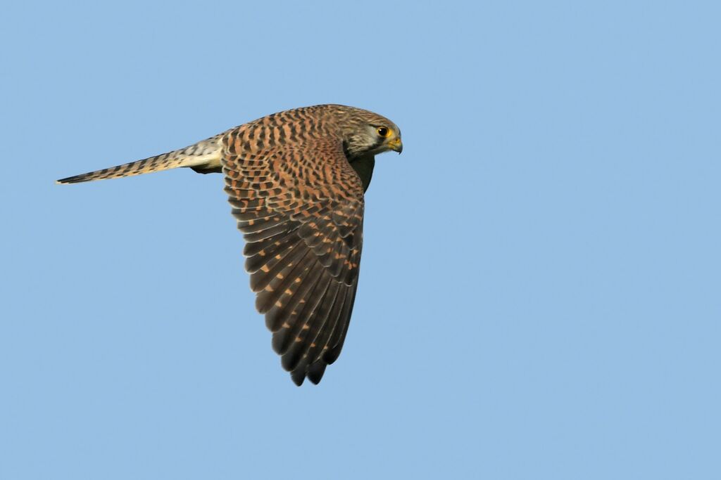 Common Kestrel female adult, identification, Flight