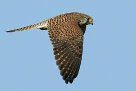 Common Kestrel