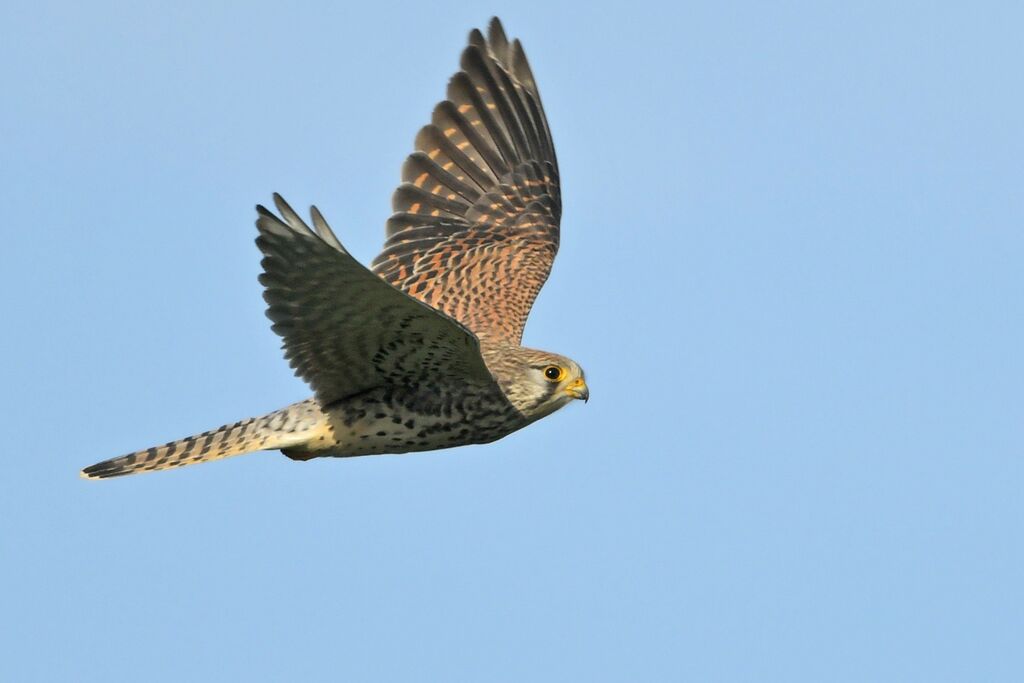 Common Kestrel female adult, Flight