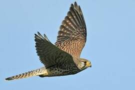 Common Kestrel