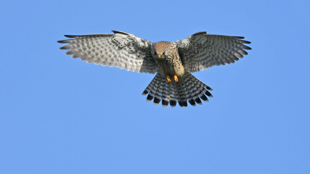 Common Kestrel female adult, Flight