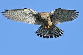 Common Kestrel