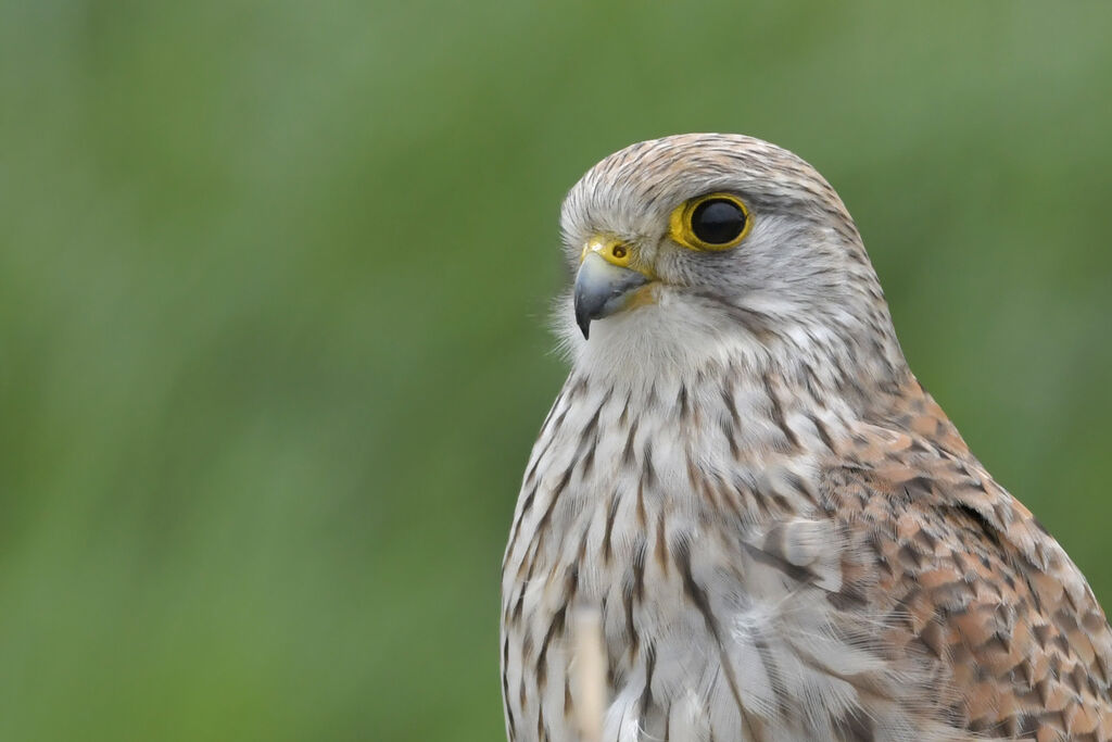 Common Kestrel female adult, close-up portrait