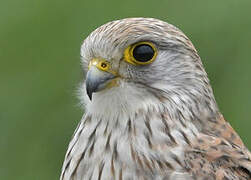 Common Kestrel