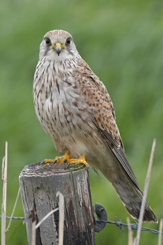 Common Kestrel female adult, identification