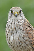 Common Kestrel