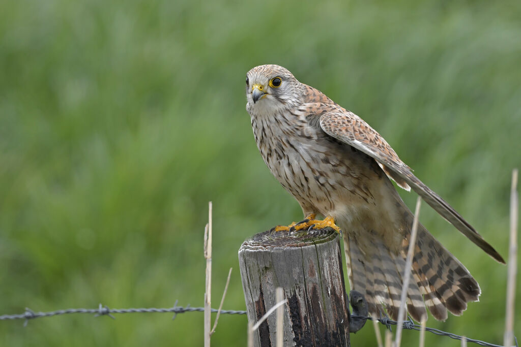 Common Kestrel female adult, identification