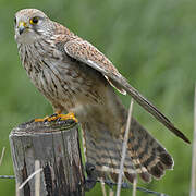 Common Kestrel