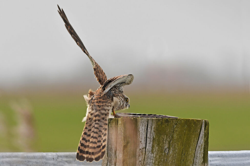 Common Kestrel female adult, identification