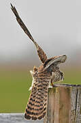 Common Kestrel