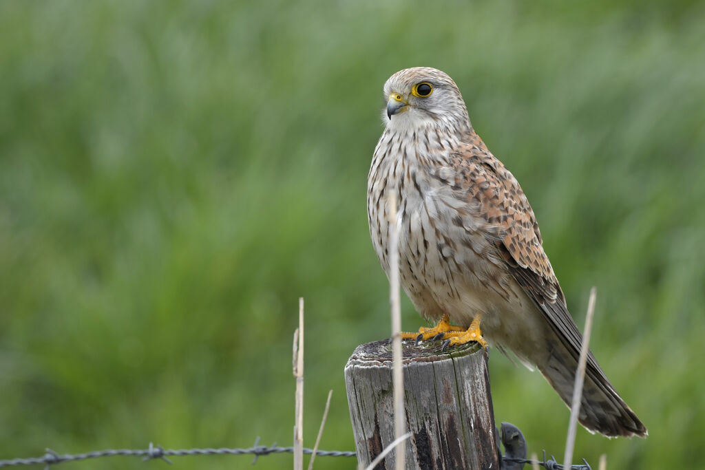 Common Kestrel female adult, identification