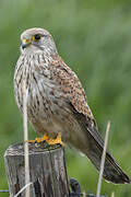 Common Kestrel