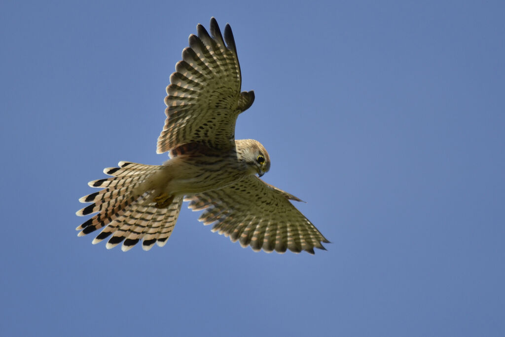 Common Kestrel, Flight