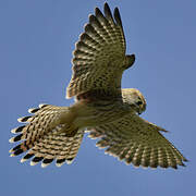 Common Kestrel