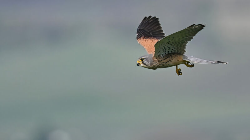 Common Kestrel male adult, Flight
