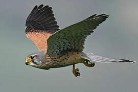 Common Kestrel