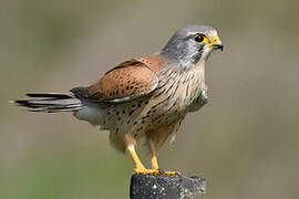 Common Kestrel