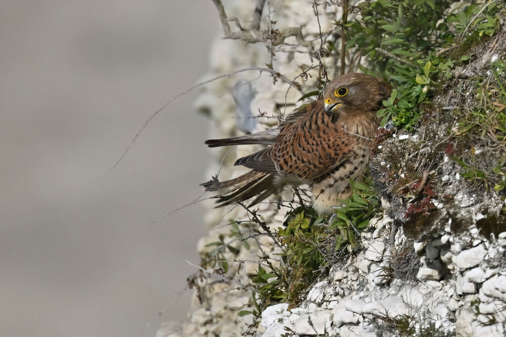 Common Kestrel female adult, identification