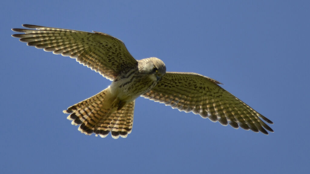 Common Kestrel, Flight