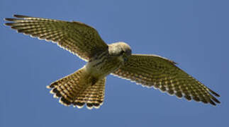 Common Kestrel