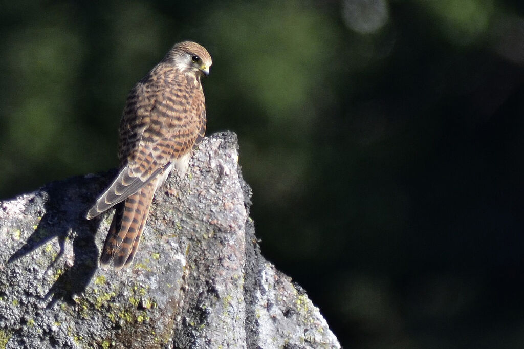 Faucon crécerelle