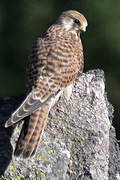 Common Kestrel