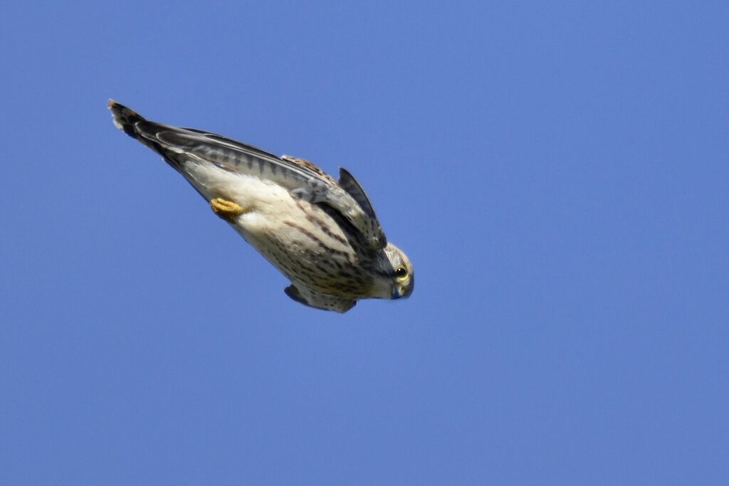 Common Kestrel, Behaviour