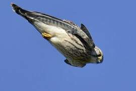 Common Kestrel