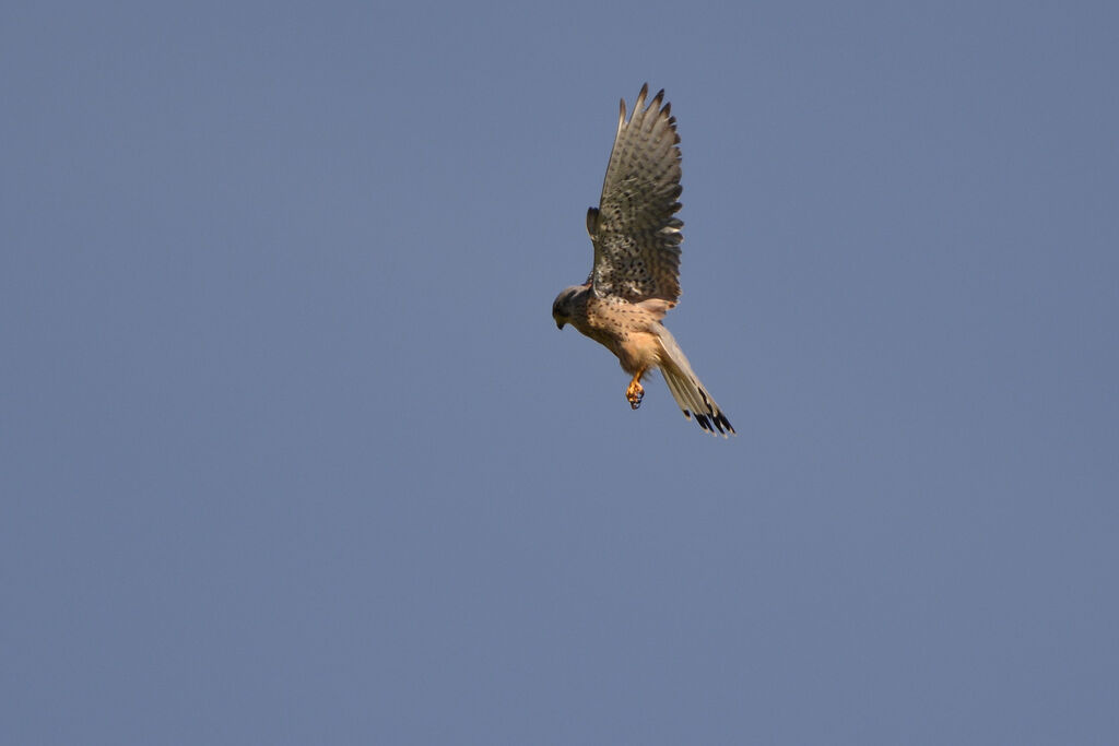 Common Kestrel, Behaviour