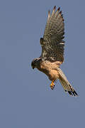 Common Kestrel