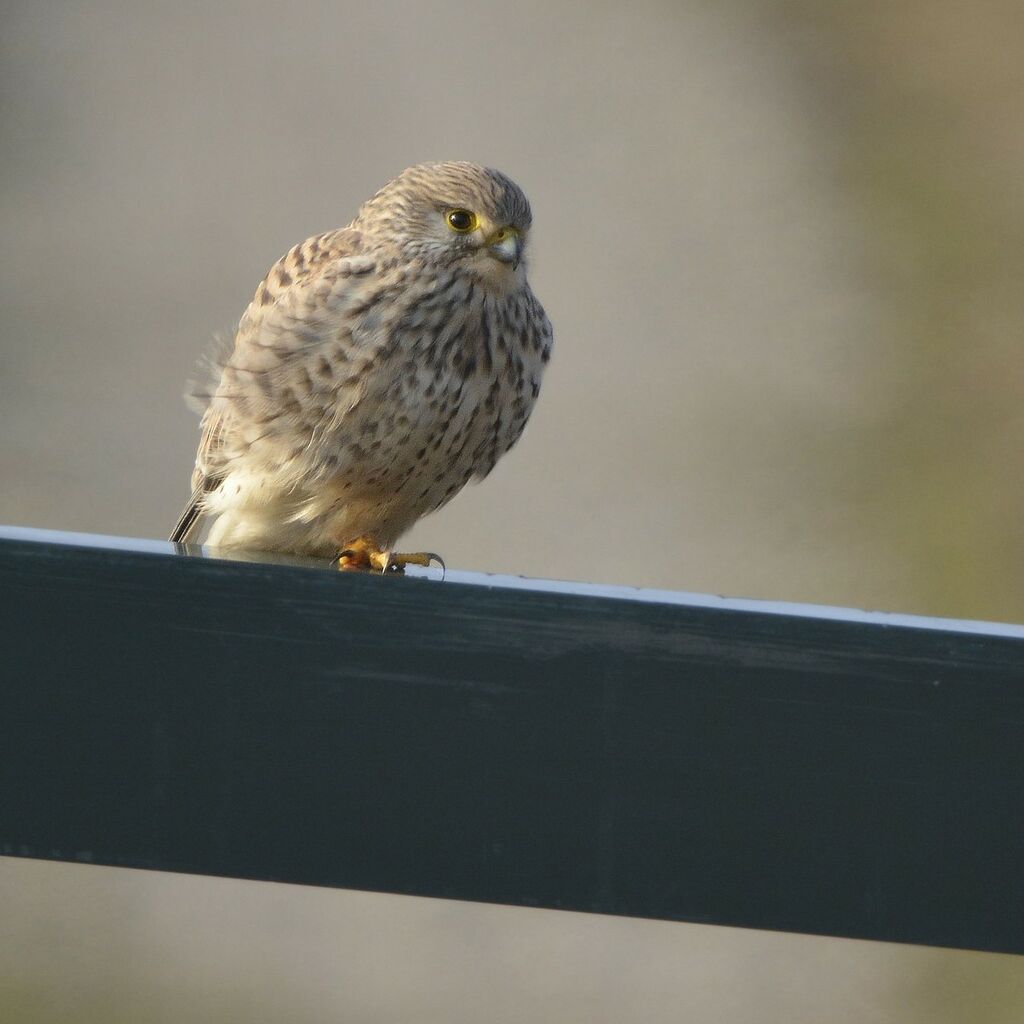 Common Kestrel