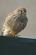 Common Kestrel