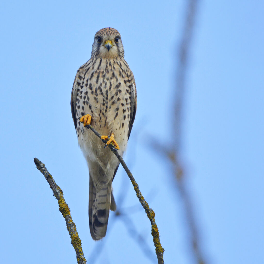 Common Kestrel female adult, identification