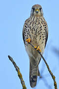 Common Kestrel