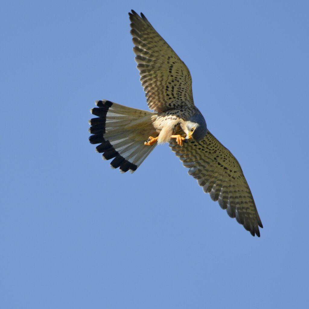 Common Kestrel male adult, eats