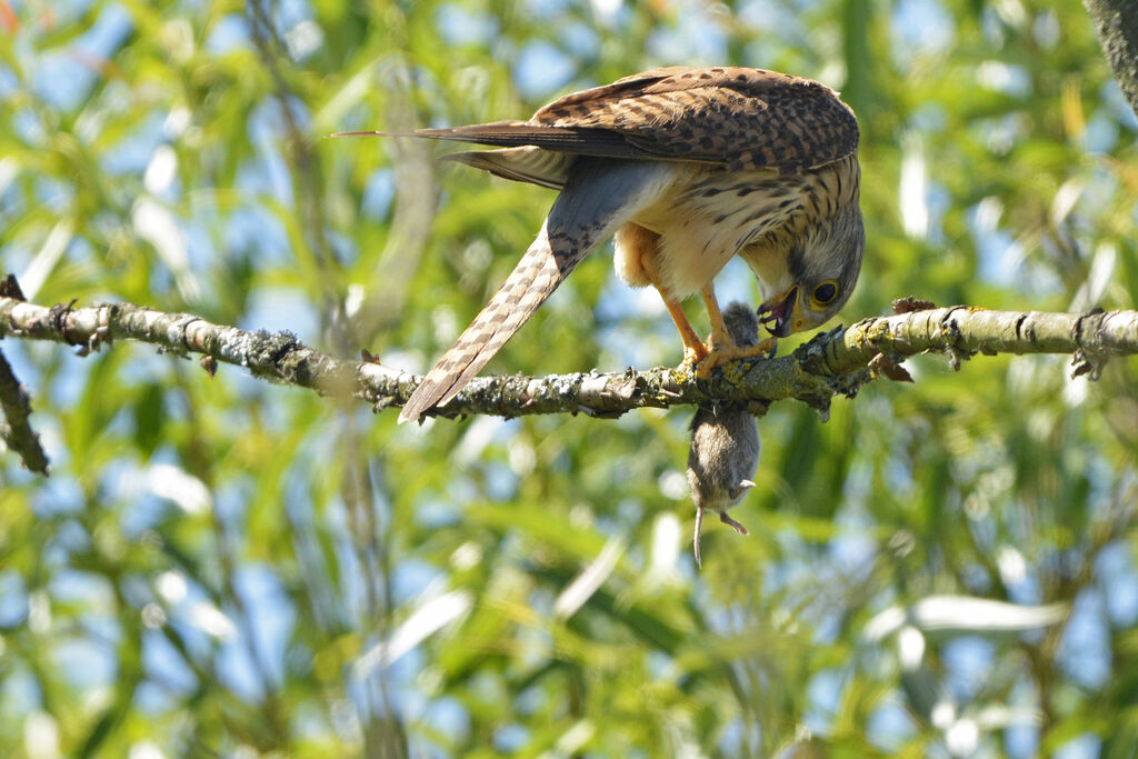 Faucon crécerelle femelle adulte, régime, mange