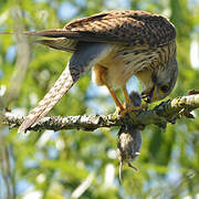 Common Kestrel