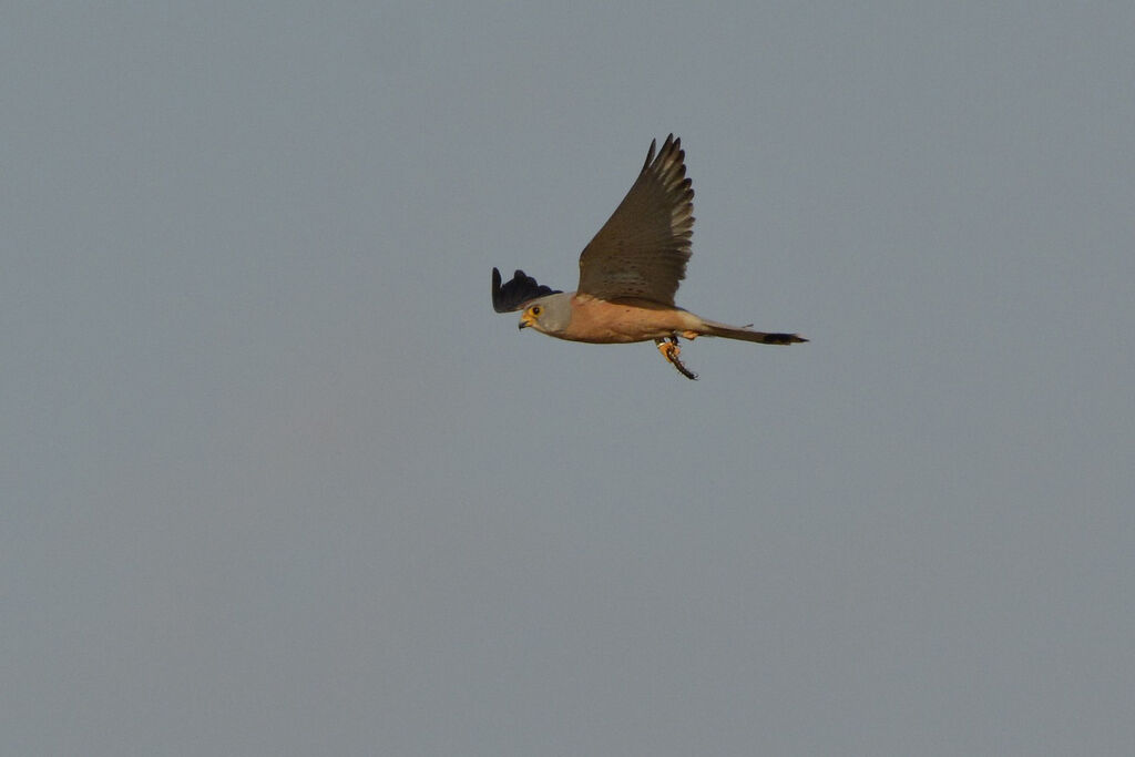 Lesser Kestrel, feeding habits