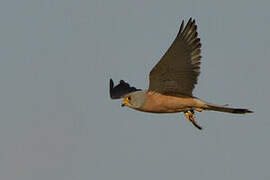 Lesser Kestrel