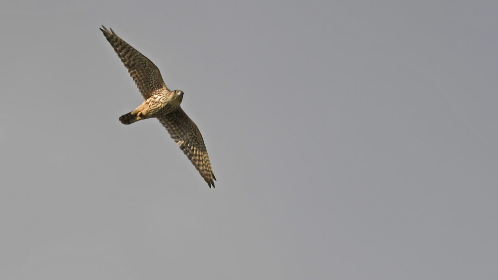 Merlin female, Flight