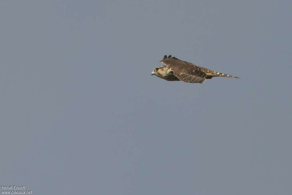 Merlin female adult, Flight