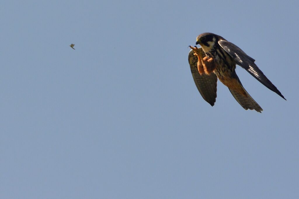 Eurasian Hobbyadult, feeding habits, fishing/hunting