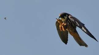 Eurasian Hobby